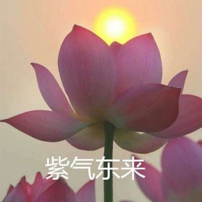 数码兽无限爆裂手游下载